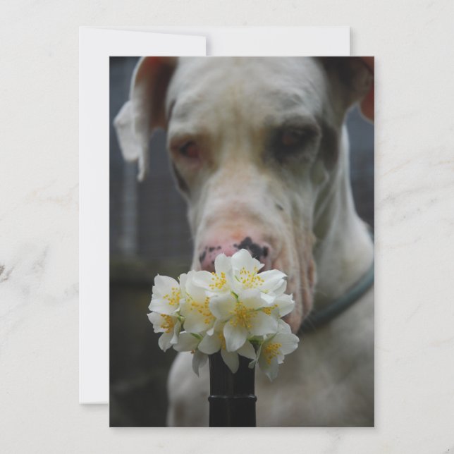 Geweldige Dane (Voorkant)