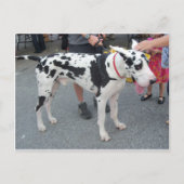 Geweldige Dane Briefkaart (Voorkant)