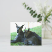 Geweldige Dane Buddies Briefkaart (Staand voorkant)