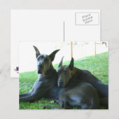 Geweldige Dane Buddies Briefkaart (Voorkant / Achterkant)