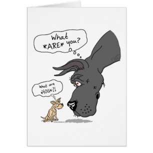 Geweldige Dane en Chihuahua Black