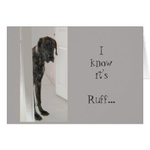 Geweldige Dane Pet Dog Het is een roos dat ik hier