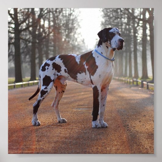 Geweldige Dane Poster (Voorkant)