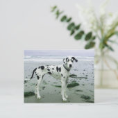 Geweldige Dane Sydney bij het strand Briefkaart (Staand voorkant)