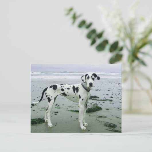 Geweldige Dane Sydney bij het strand Briefkaart (Staand voorkant)