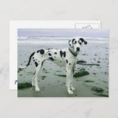 Geweldige Dane Sydney bij het strand Briefkaart (Voorkant / Achterkant)