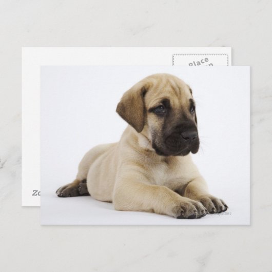 Geweldige ddoenpuppy Lying in Studio Briefkaart (Voorkant / Achterkant)
