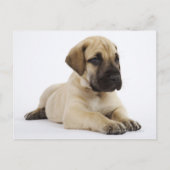 Geweldige ddoenpuppy Lying in Studio Briefkaart (Voorkant)