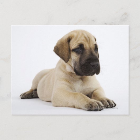 Geweldige ddoenpuppy Lying in Studio Briefkaart (Voorkant)