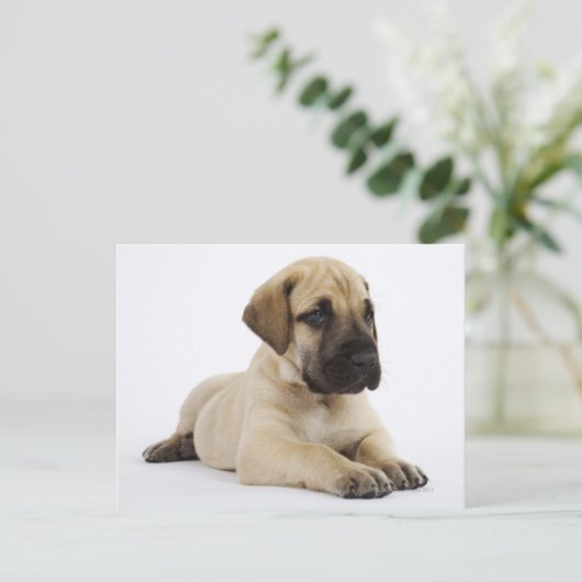 Geweldige ddoenpuppy Lying in Studio Briefkaart (Staand voorkant)