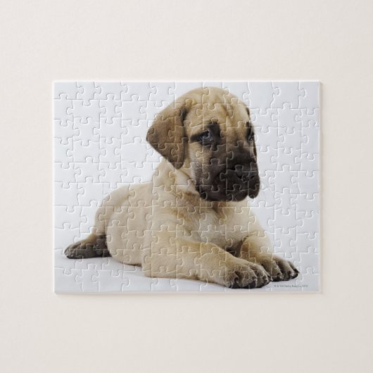 Geweldige ddoenpuppy Lying in Studio Legpuzzel (Horizontaal)
