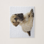 Geweldige ddoenpuppy Lying in Studio Legpuzzel (Verticaal)