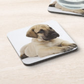 Geweldige ddoenpuppy Lying in Studio Onderzetter (Linkerzijde)