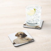 Geweldige ddoenpuppy Lying in Studio Onderzetter (Rechterzijde)