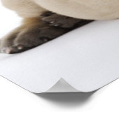 Geweldige ddoenpuppy Lying in Studio Poster (Hoek)