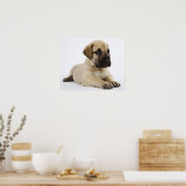 Geweldige ddoenpuppy Lying in Studio Poster (Keuken)