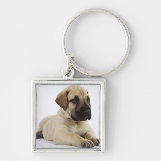 Geweldige ddoenpuppy Lying in Studio Sleutelhanger (Voorkant)