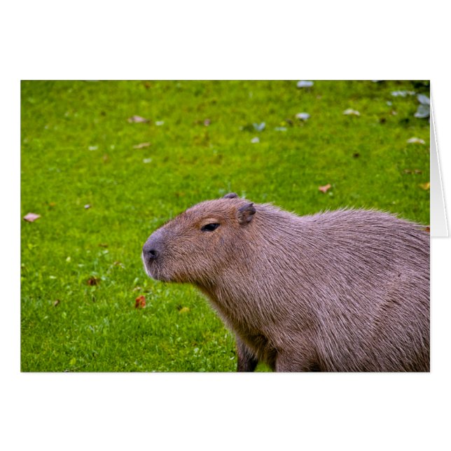 Geweldige dier capibara (Voorkant Horizontaal)