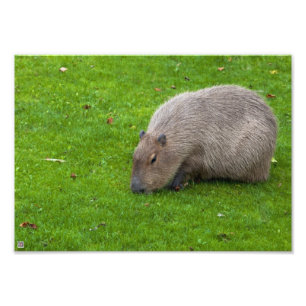 Geweldige dier capibara foto afdruk
