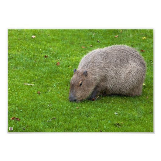 Geweldige dier capibara foto afdruk (Voorkant)