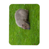 Geweldige dier capibara magneet (Verticaal)