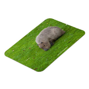 Geweldige dier capibara magneet