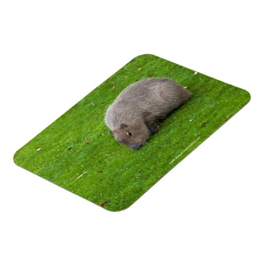 Geweldige dier capibara magneet (Linkerzijde)