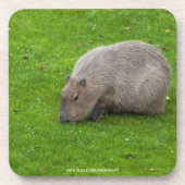 Geweldige dier capibara onderzetter (Voorkant)
