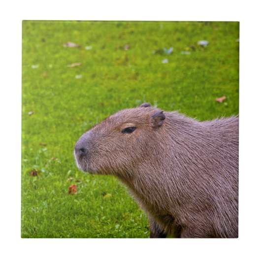 Geweldige dier capibara tegeltje (Voorkant)