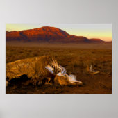 Geweldige dode Koe op het Sunset Poster (Voorkant)