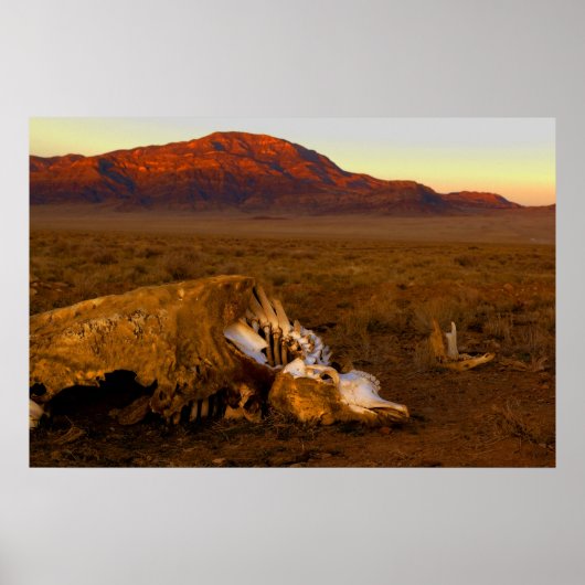 Geweldige dode Koe op het Sunset Poster (Voorkant)