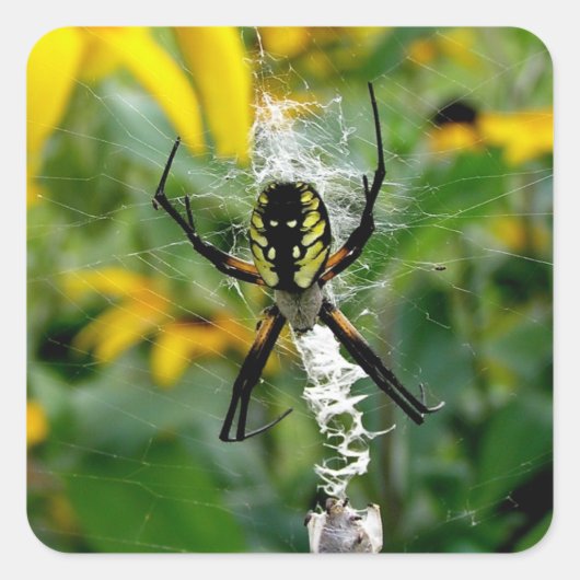 Geweldige foto Orb Spider in de Witte Aantallen va Vierkante Sticker (Voorkant)