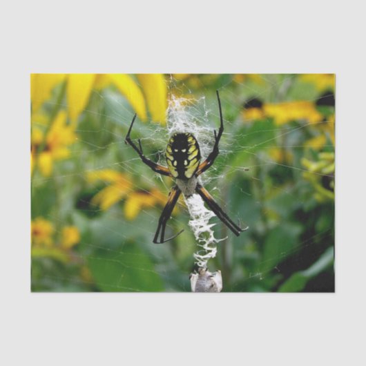 Geweldige Foto Orb Spider op internet Tissuepapier (Voorkant)