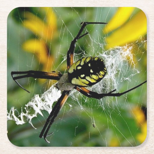 Geweldige Foto Orb Spin in Web Kartonnen Onderzetters (Voorkant)