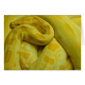 Geweldige Gele Birmese Python (Voorkant Horizontaal)