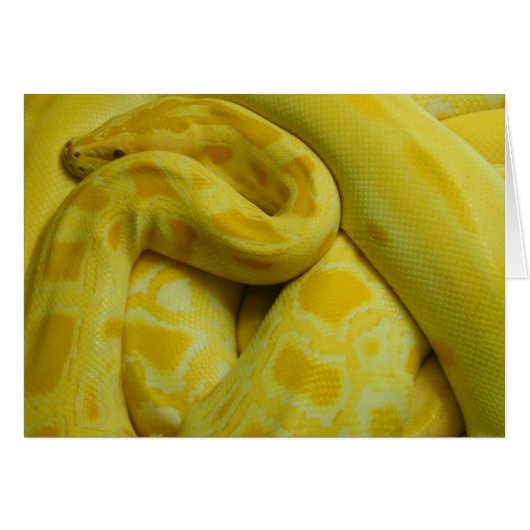 Geweldige Gele Birmese Python (Voorkant Horizontaal)