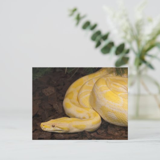 Geweldige Gele Birmese Python Briefkaart (Staand voorkant)