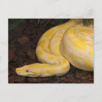 Geweldige Gele Birmese Python