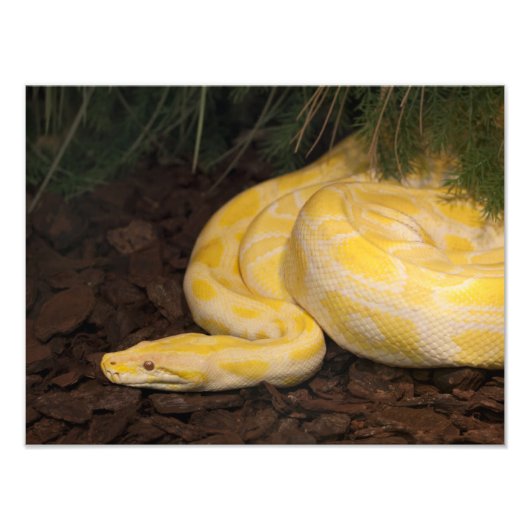 Geweldige Gele Birmese Python Foto Afdruk (Voorkant)