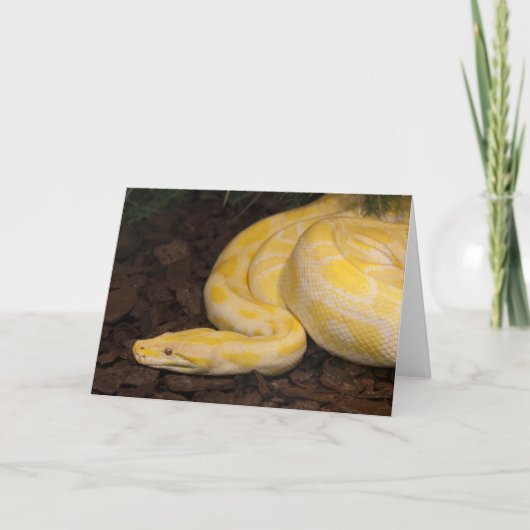 Geweldige Gele Birmese Python Kaart (Voorkant)