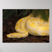 Geweldige Gele Birmese Python Poster (Voorkant)