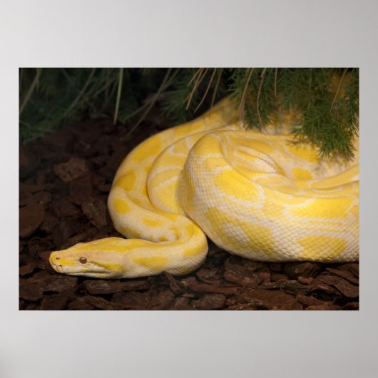Geweldige Gele Birmese Python Poster (Voorkant)