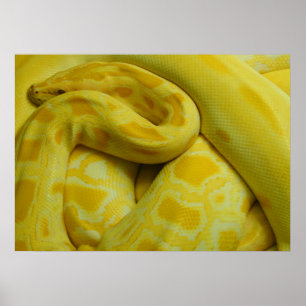 Geweldige Gele Birmese Python Poster
