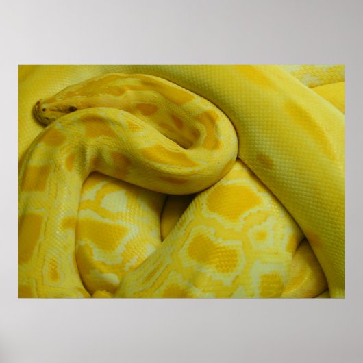 Geweldige Gele Birmese Python Poster (Voorkant)