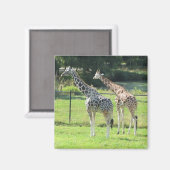 Geweldige giraffen magneet (Voorkant / Achterkant)