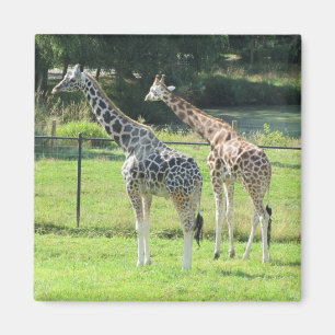 Geweldige giraffen magneet