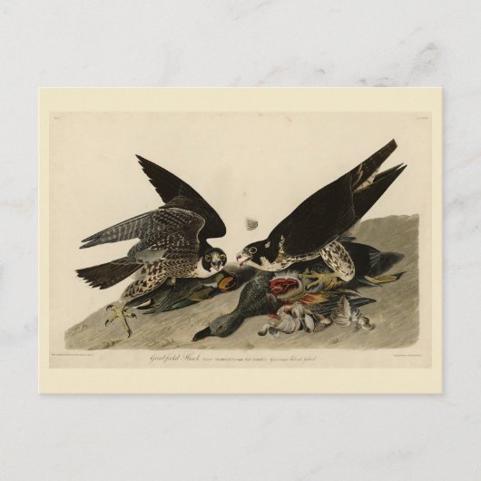Geweldige Hawk uit de Amerikaanse vogels van Audub Briefkaart (Voorkant)