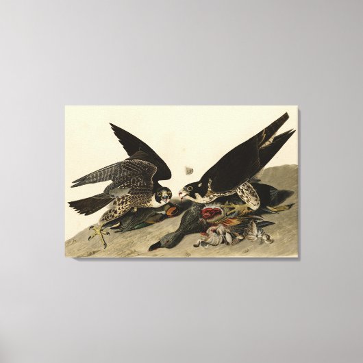 Geweldige Hawk uit de Amerikaanse vogels van Audub Canvas Afdruk (Voorkant)