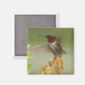 Geweldige Hummingbird Magneet (Voorkant / Achterkant)