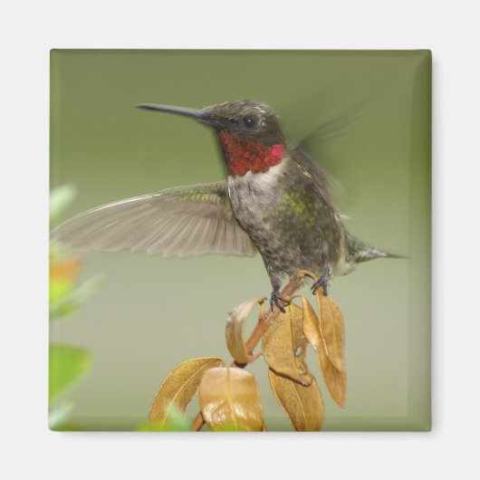 Geweldige Hummingbird Magneet (Voorkant)